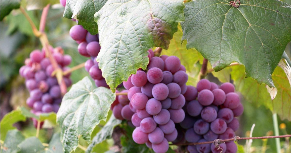 AZIONE 1 - Promozione e valorizzazione dell’economia rurale del Sud Est Barese