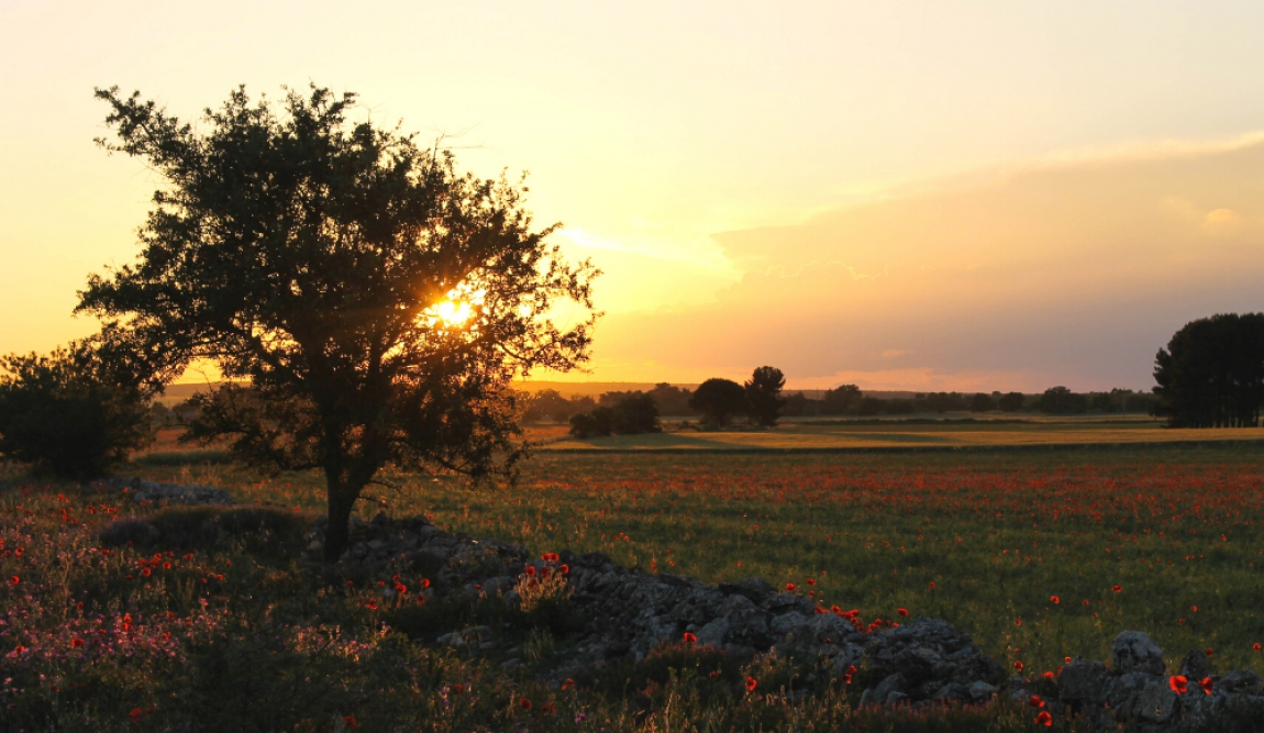 MASSERIA TARSIA MORISCO