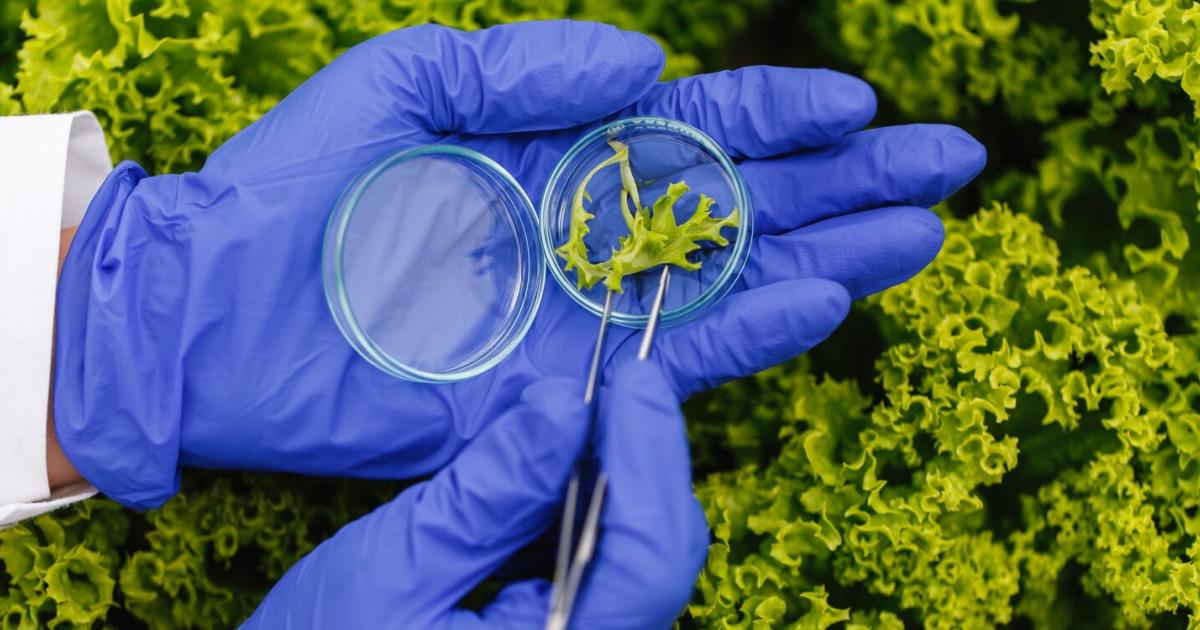 L'UNIVERSITÀ DI BARI AVVIA UNA RICERCA SULLA VALORIZZAZIONE DELL'AGROBIODIVERSITÀ TRA GLI IMPRENDITORI AGRICOLI