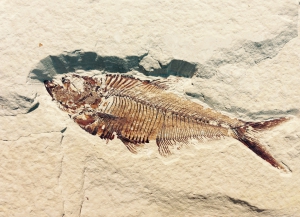 FISH EXPERIENCE: DUE PASSI TRA LA PALEONTOLOGIA LUNGO LA COSTA DI POLIGNANO A MARE