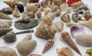 FISH EXPERIENCE: UN DIALOGO DI STORIA SULL'UOMO E L'AMBIENTE MARINO NELL'ANTICHIT&Agrave; TRA PREISTORIA ED ET&Agrave; ROMANA"